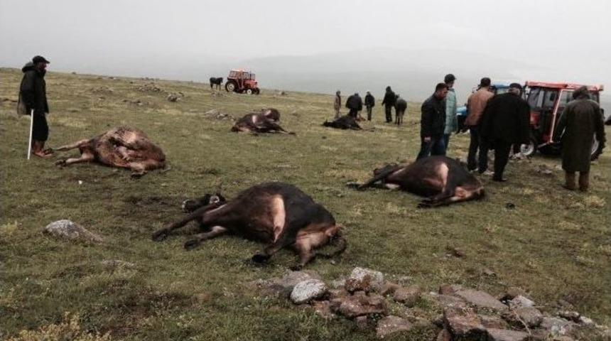 Yıldırım D&uuml;şmesi Sonucu Hayvanlar Telef Oldu