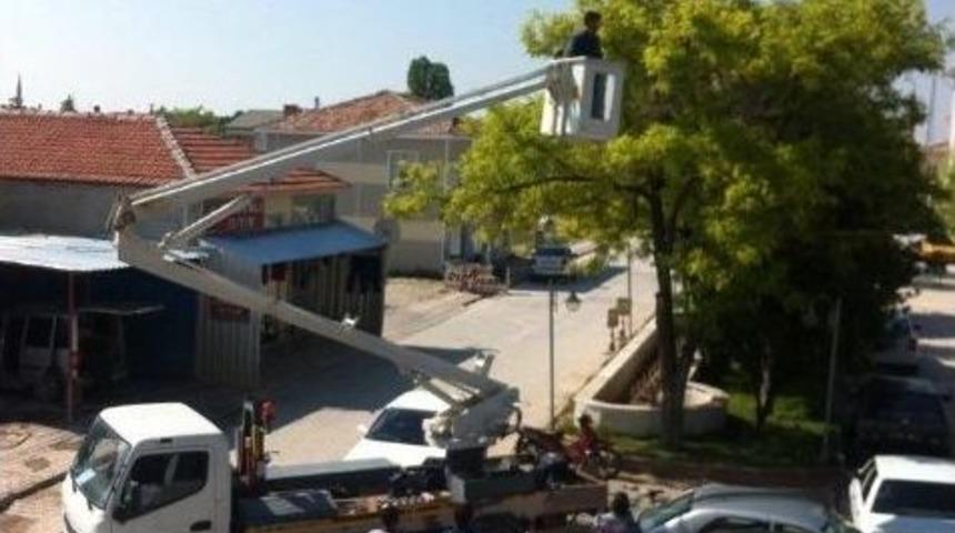 Ayağına İp Dolanan Kuş Ağa&ccedil;ta Mahsur Kaldı