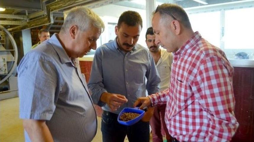 (&ouml;zel)- S&ouml;ke Osb&rsquo;de Baca T&uuml;t&uuml;yor