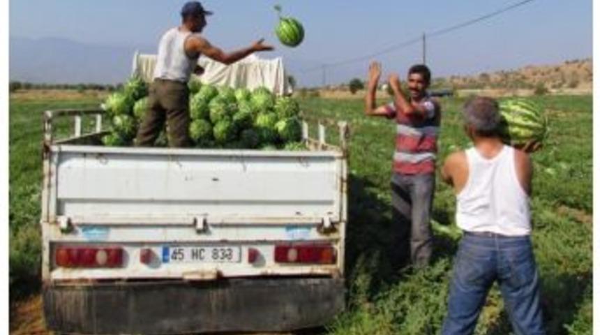 Olumsuz Hava Koşulları Karpuzun Gelişimini Yavaşlattı