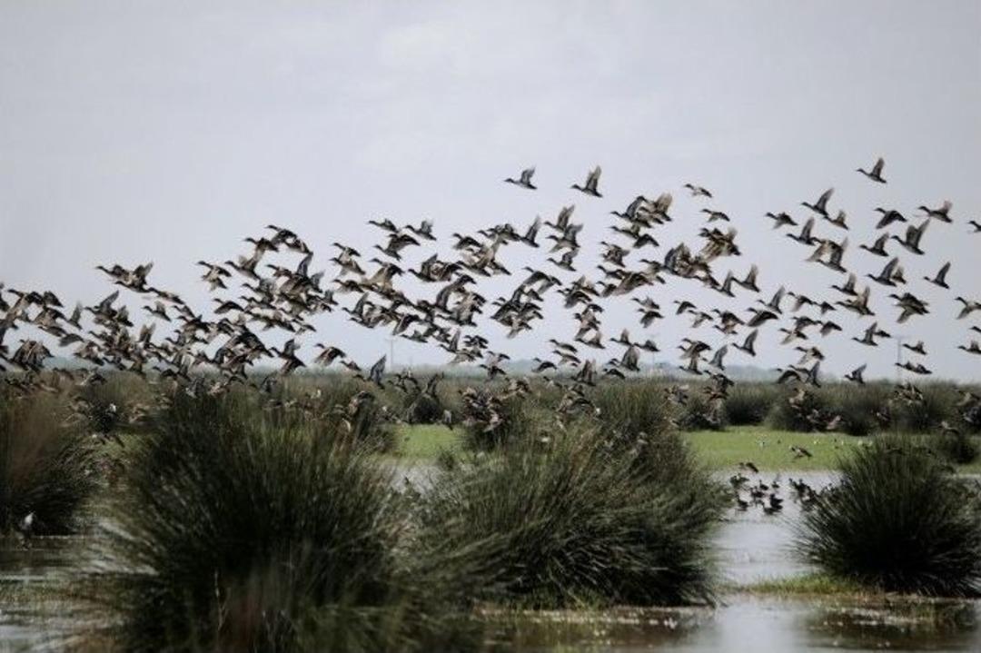 Kızılırmak Deltası D&uuml;nyaya A&ccedil;ılacak