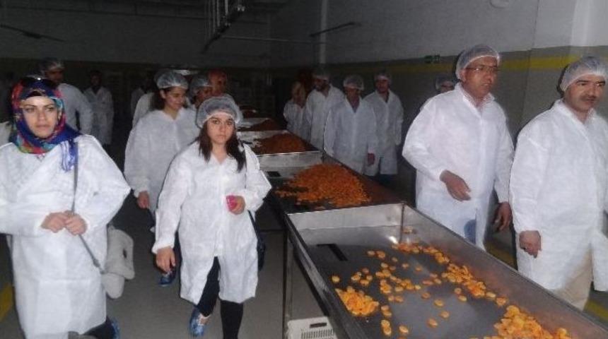 Ziraat Fak&uuml;ltesi &Ouml;ğrencileri Malatya Kayısısını Yerinde İnceledi