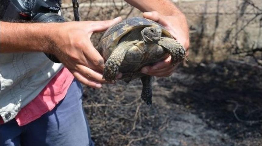 Kaplumbağayı İtfaiye Eri Kurtardı