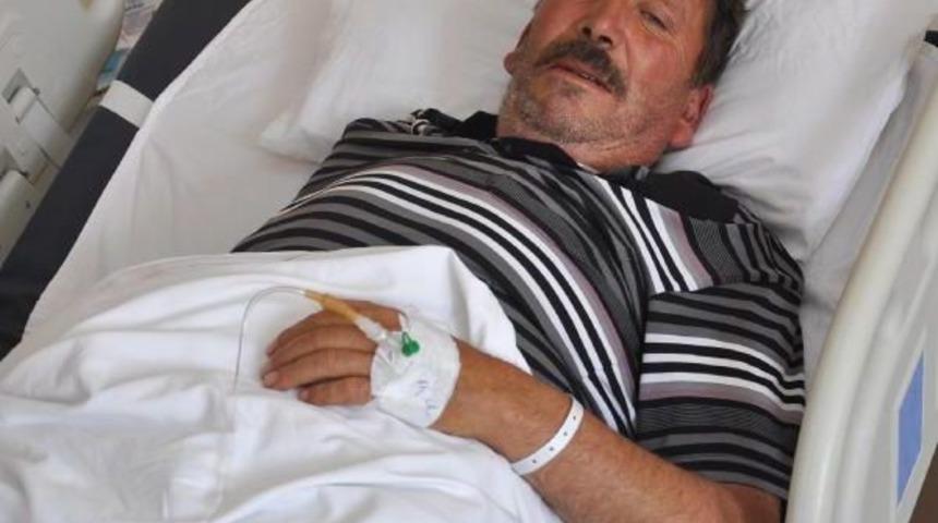 Ahıra Sokmak Istediği Inek Parmağını Koparttı