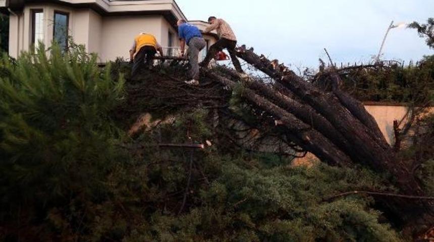 B&uuml;y&uuml;k&ccedil;ekmece'ye D&uuml;şen Yıldırım Y&uuml;z&uuml;nden Parktaki Bazı Ağa&ccedil;lar Zarar G&ouml;rd&uuml;