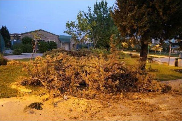 Büyükçekmece'ye Düşen Yıldırım Yüzünden Parktaki Bazı Ağaçlar Zarar Gördü