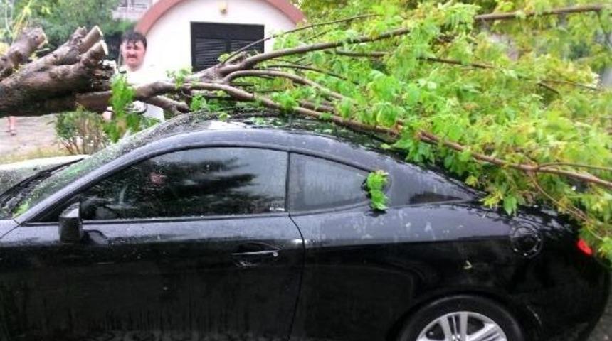 Kasırga Gibi Esti...