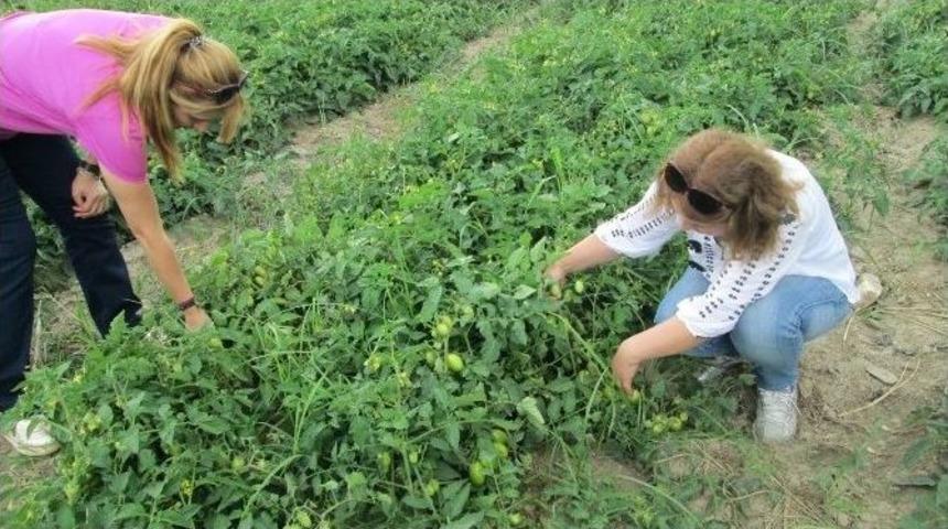 Aydınlı Domates &Uuml;reticileri Benek Hastalığına Karşı Uyarıldı