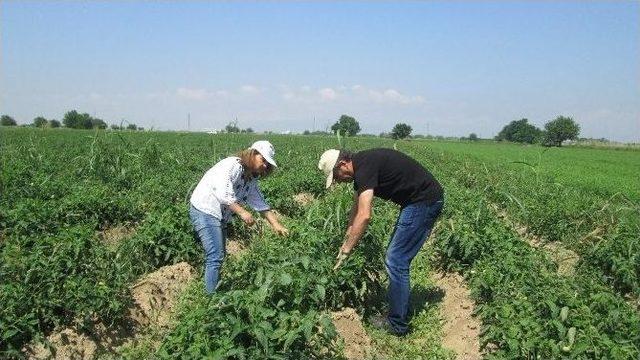 Aydınlı Domates Üreticileri Benek Hastalığına Karşı Uyarıldı