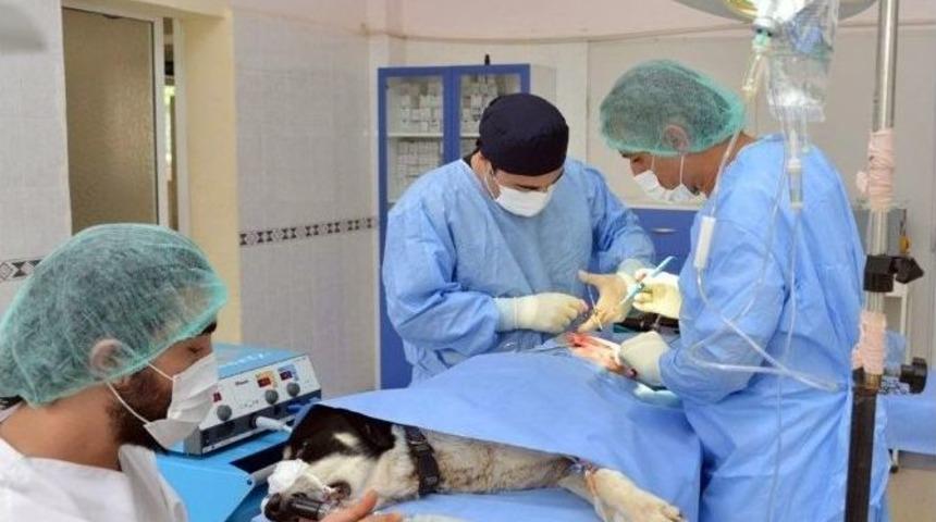 K&ouml;peğe Kal&ccedil;a &Ccedil;ıkığı Ameliyatı