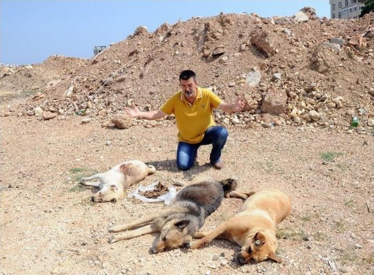 Mersin&rsquo;de K&ouml;pek Katliamı