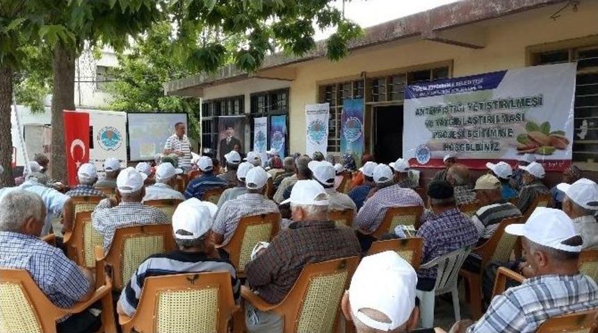 Mersin B&uuml;y&uuml;kşehir&rsquo;den Antep Fıstığı Atağı