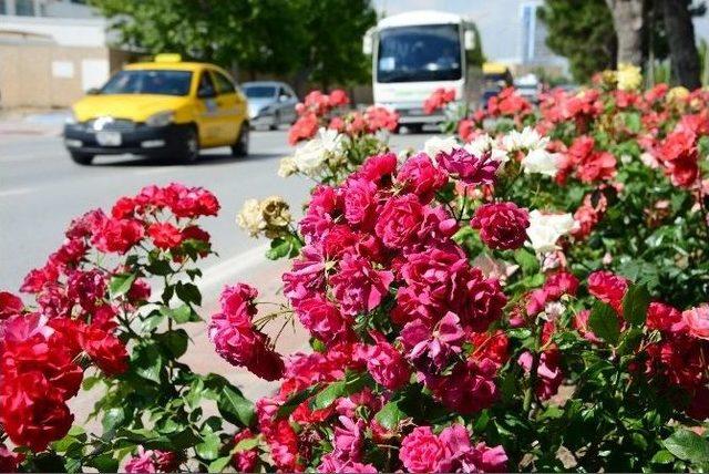 Konya Büyükşehir Şehri Güllerle Donattı