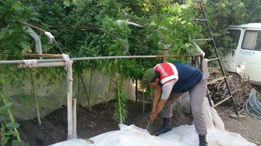 (&ouml;zel Haber)- Marmaris&rsquo;te Jandarmadan Uyuşturucu Tarlasına Operasyon