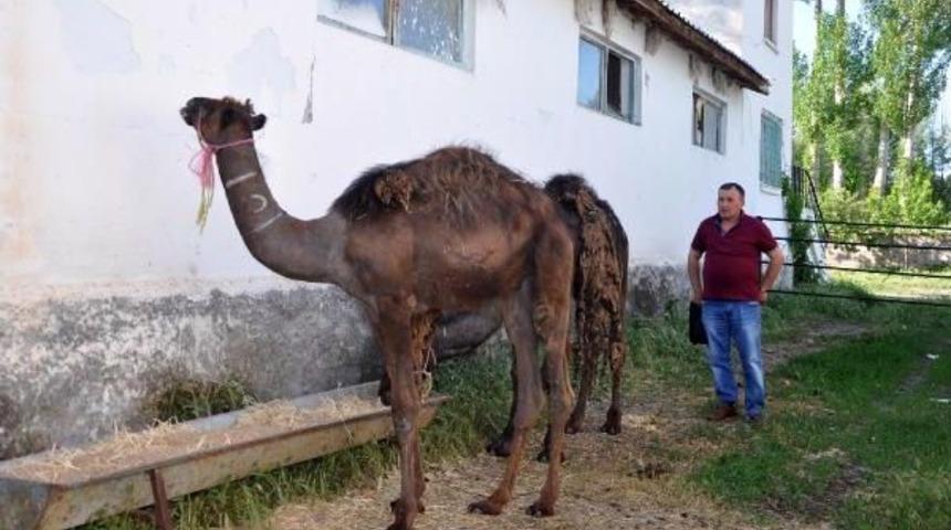 B&uuml;y&uuml;kbaş Hayvan &Ccedil;iftliğinde Deve De Yetiştiriyor