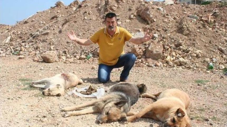 Mersin'de K&ouml;pek Katliamı
