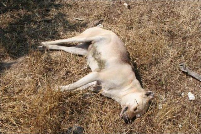 Mersin'de Köpek Katliamı