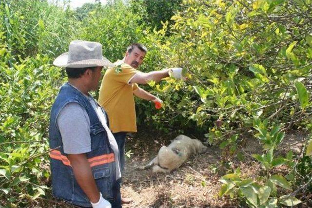 Mersin'de Köpek Katliamı