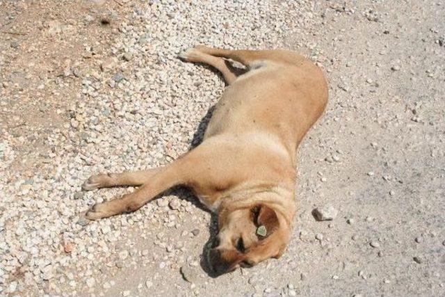 Mersin'de Köpek Katliamı