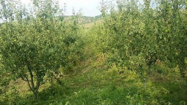 Bursa'da Ceviz Büyüklüğünde Dolu Ekili Alanlara Zarar Verdi