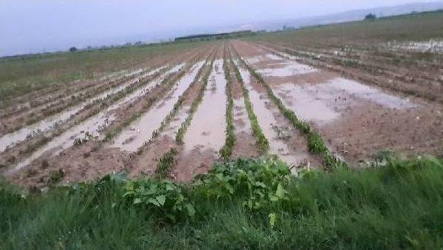 Bursa'da Ceviz Büyüklüğünde Dolu Ekili Alanlara Zarar Verdi