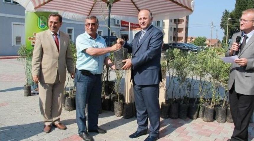 Bartın&rsquo;da Zeytin Yetiştiriciliği Yeniden Hayat Buluyor