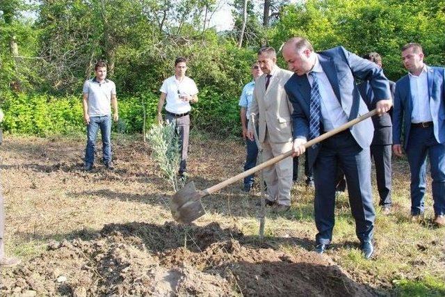 Bartın’da Zeytin Yetiştiriciliği Yeniden Hayat Buluyor