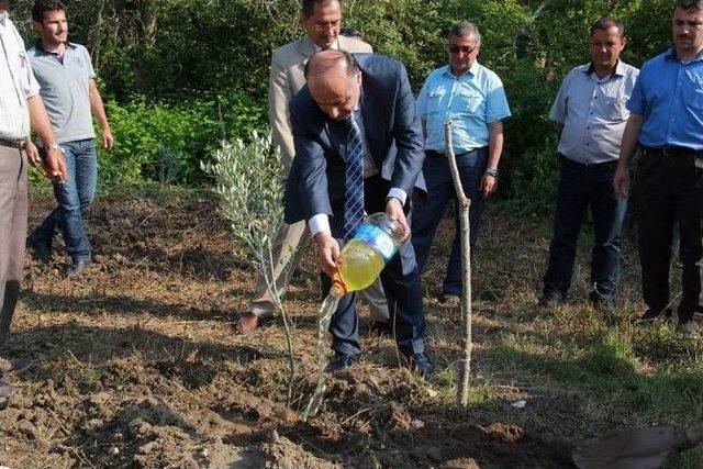 Bartın’da Zeytin Yetiştiriciliği Yeniden Hayat Buluyor