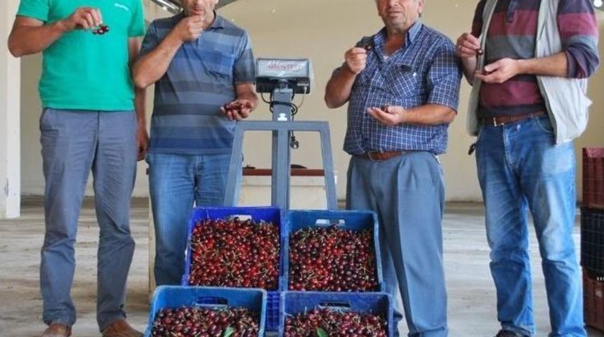 Kiraz Sezonu A&ccedil;ıldı