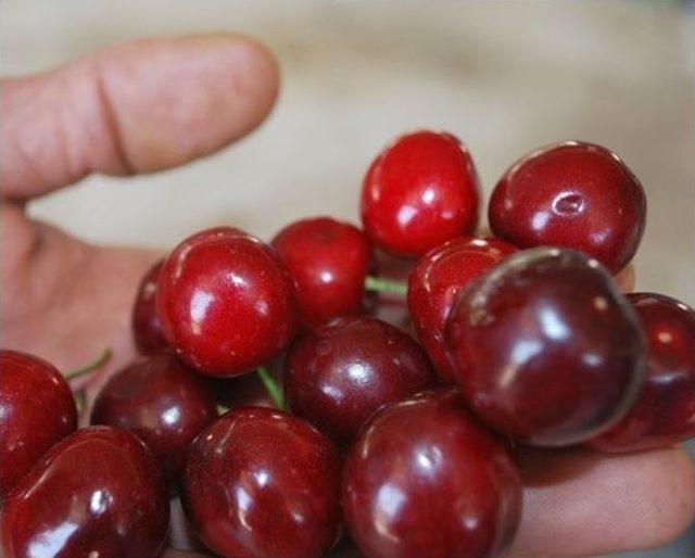 Kiraz Sezonu A&ccedil;ıldı 1