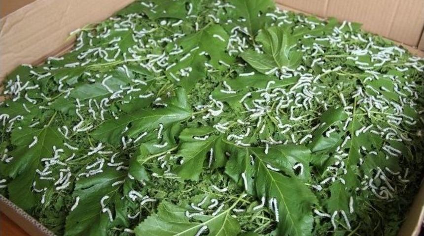 Samsun&rsquo;da İpek B&ouml;cek&ccedil;iliği Yeniden Canlanacak