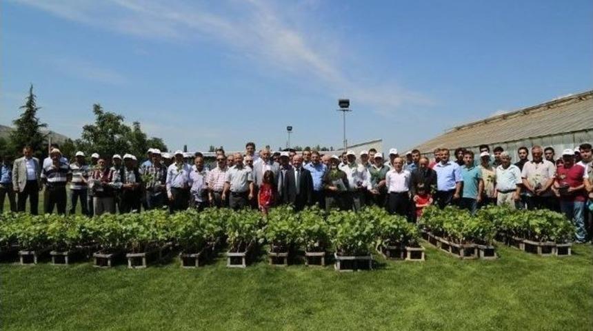 Tokat&rsquo;ta &Ccedil;ift&ccedil;ilere 10 Bin Asma Fidanı Dağıtıldı