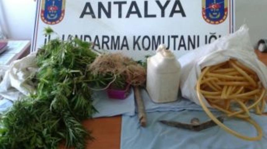 Jandarmadan Uyuşturucu Operasyonu