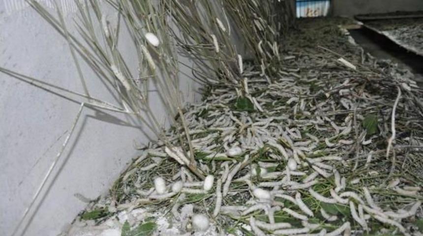 Kadın &Uuml;retici &Ouml;rnek Oldu, Ko&ccedil;arlı'da Ipek B&ouml;ceğine Ilgi Arttı