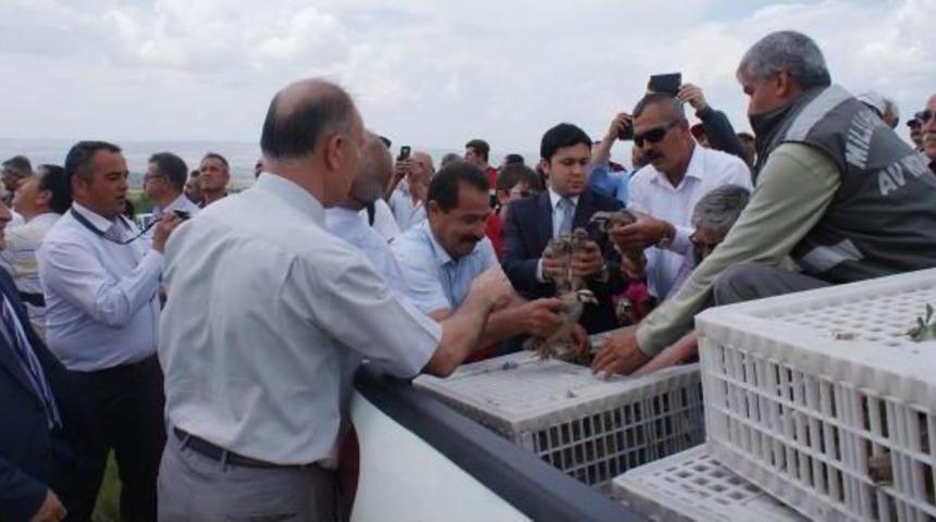 S&uuml;ne Ve &Ccedil;ekirge M&uuml;cadelesinde Doğaya 750 Keklik Bırakıldı