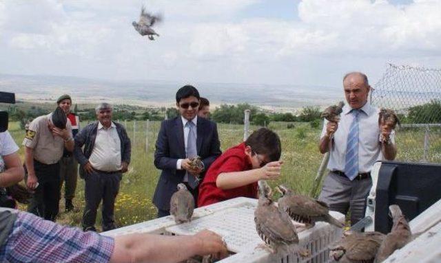 S&uuml;ne Ve &Ccedil;ekirge M&uuml;cadelesinde Doğaya 750 Keklik Bırakıldı 1