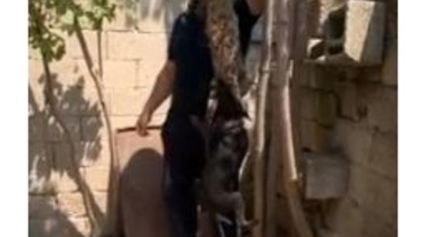 Kırklareli&rsquo;deki Kedi İşkencesinde Kovuşturmaya Yer Yok