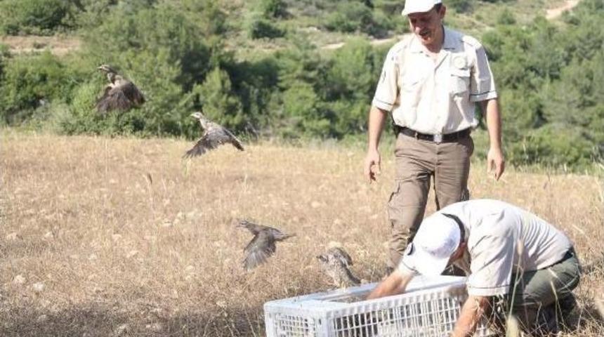 Kenelere Karşı 2 Bin Kınalı Keklik Doğaya Salındı