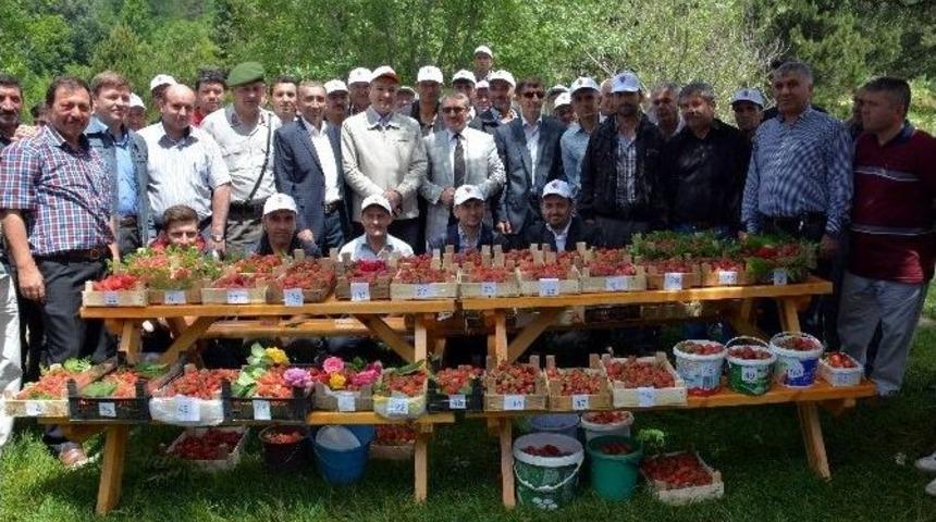 Domani&ccedil;&rsquo;te &Ccedil;ilek Festivali