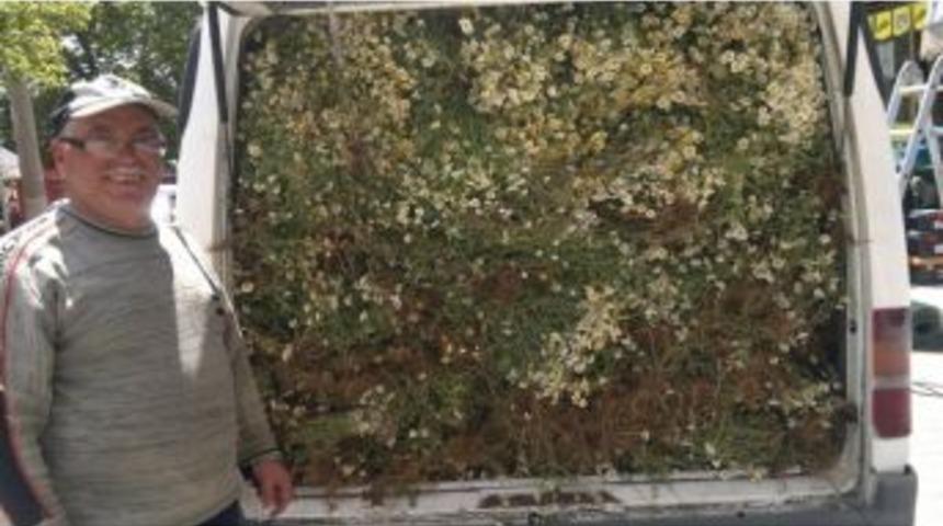 Papatya Rekoltesi Sevindirdi