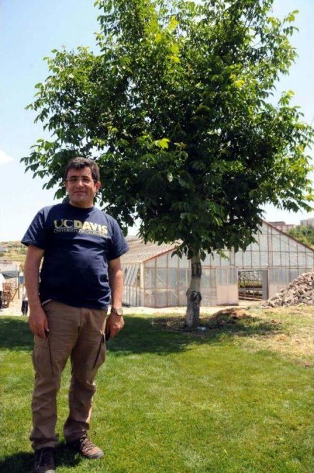 Geç Yapraklanan Ceviz Ağacı Yetiştirildi 1