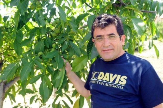 Geç Yapraklanan Ceviz Ağacı Yetiştirildi 3