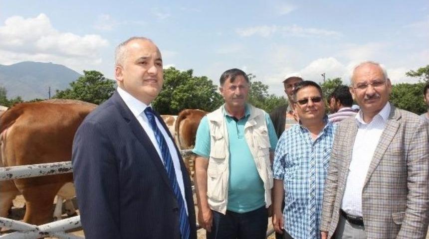 Erzincan&rsquo;da 50 Adet Simental Gebe D&uuml;ve Dağıtıldı