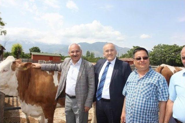 Erzincan’da 50 Adet Simental Gebe Düve Dağıtıldı 1