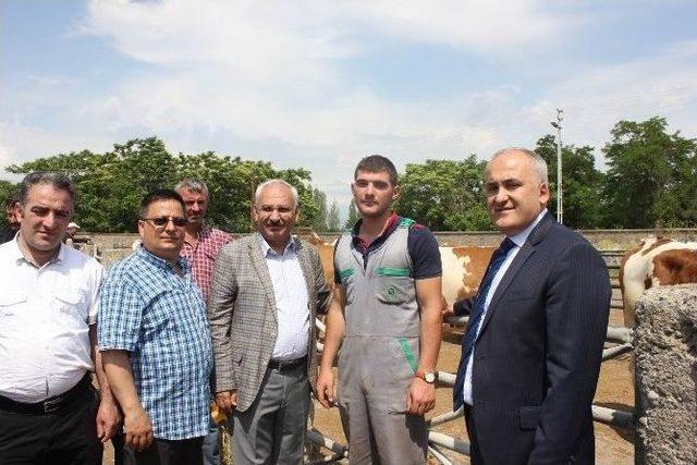Erzincan’da 50 Adet Simental Gebe Düve Dağıtıldı 2