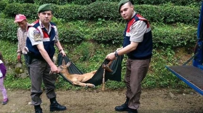 Jandarma Yaralı Karacaya Sahip &Ccedil;ıktı