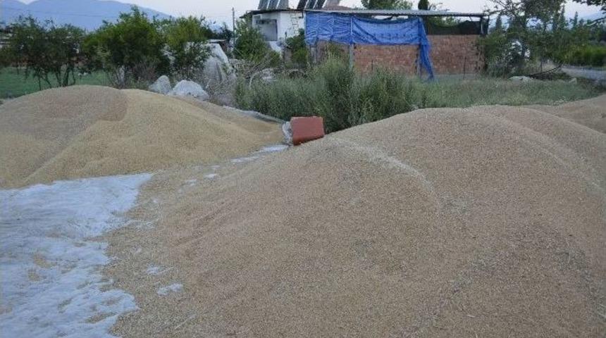 Buğday &Uuml;reticisi Dert K&uuml;p&uuml;