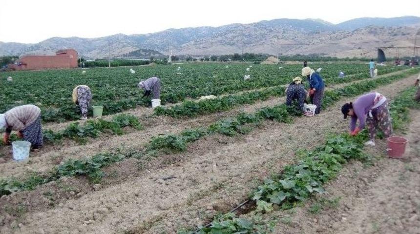 (&ouml;zel Haber) Tarlada Hem Oru&ccedil; Tuttular Hem Ekmek Parasını Kazandılar