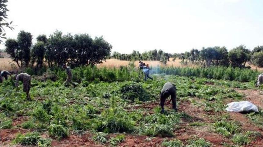 Diyarbakır'da Uyuşturucu Tarlalarına Operasyon