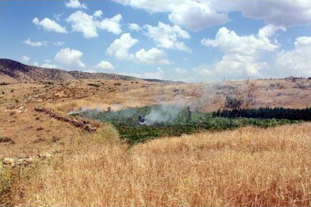 Diyarbakır'da Uyuşturucu Tarlalarına Operasyon